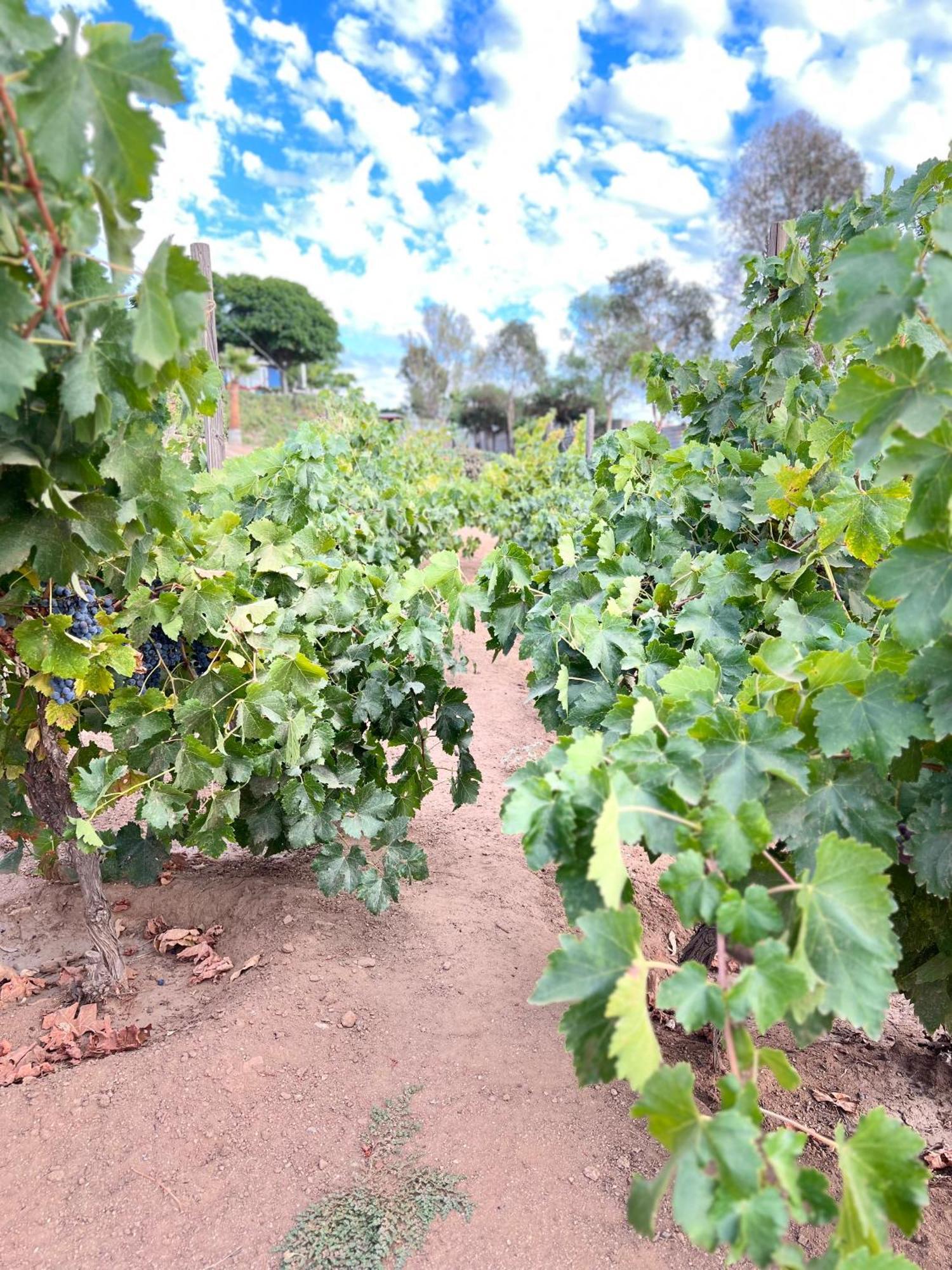 Rancho Matalote En ואלה דה גוואדלופה מראה חיצוני תמונה
